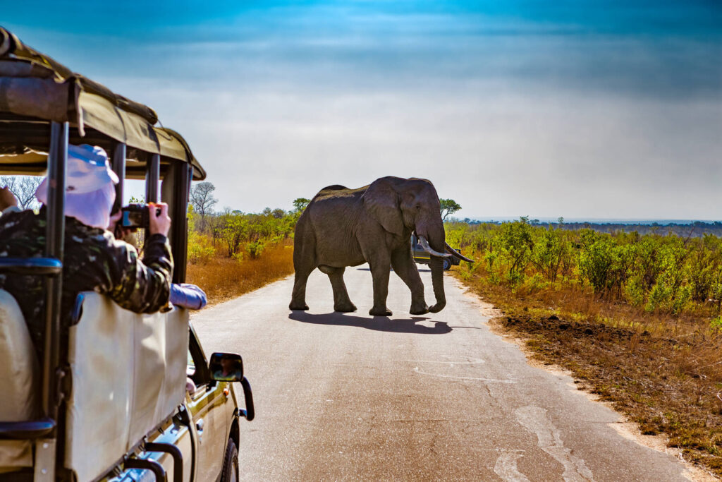 South Africa. Safari in Kruger National Park - African Elephants (Loxodonta africana)