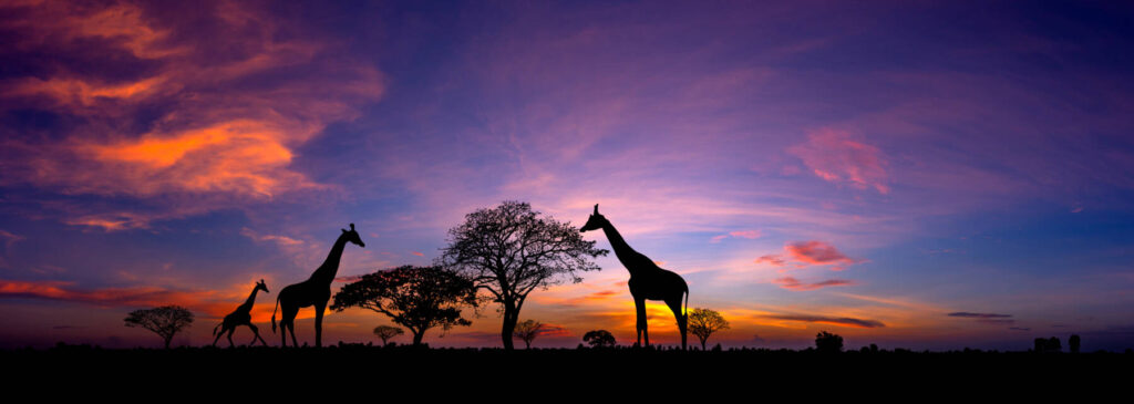 Panorama silhouette Giraffe family and tree in africa with suns