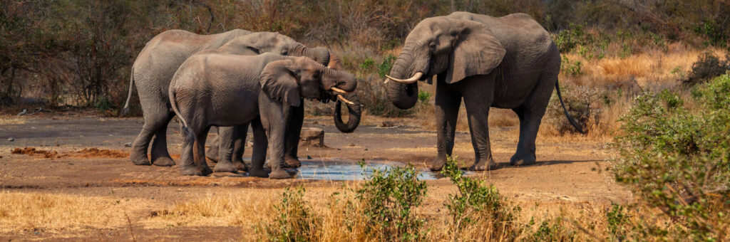 Elephant family gathers at a clean waterhole by sunset to drink and beat the excessive heat of the savannah